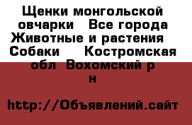 Щенки монгольской овчарки - Все города Животные и растения » Собаки   . Костромская обл.,Вохомский р-н